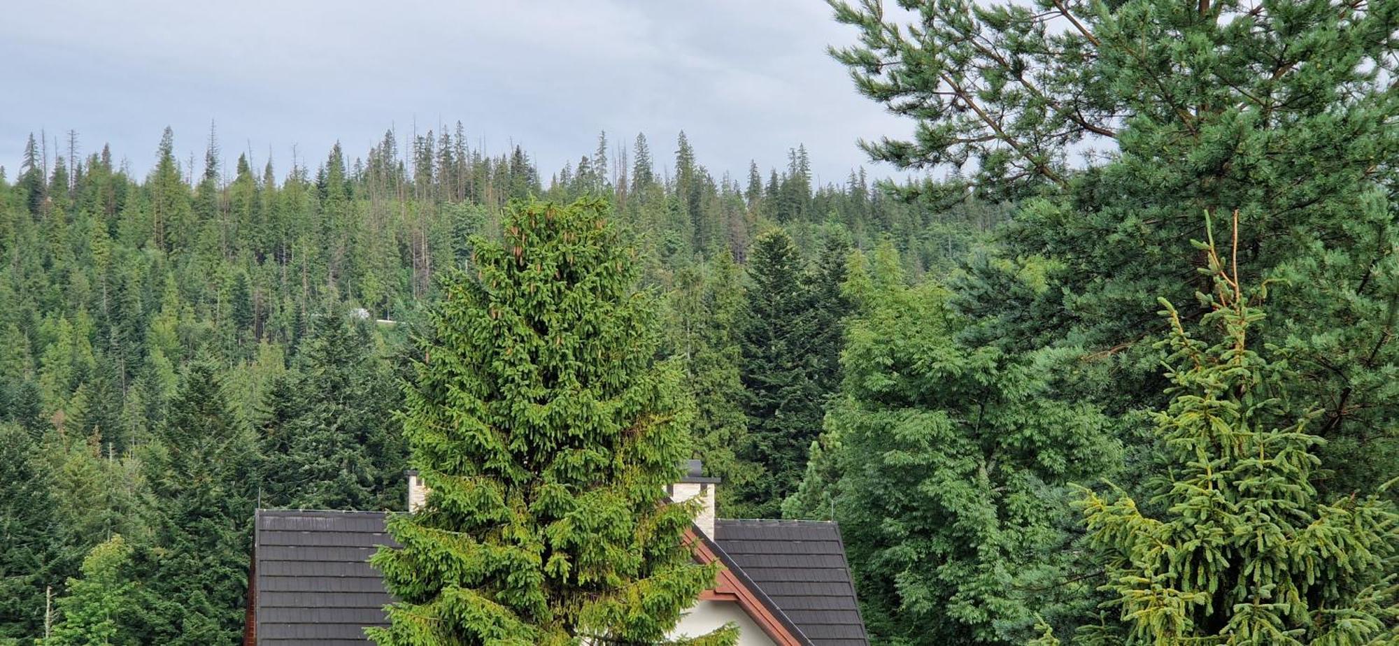 Apartamenty Pod Limba Zakopane Esterno foto